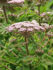 Daucus decipiens image