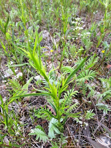 Image of Lysimachia quadriflora by (c) Bob Schwartz, some rights reserved (CC BY)