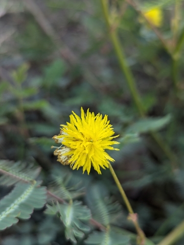 Image of Neptunia plena by (c) Abraham Sánchez Romero, some rights reserved (CC BY)