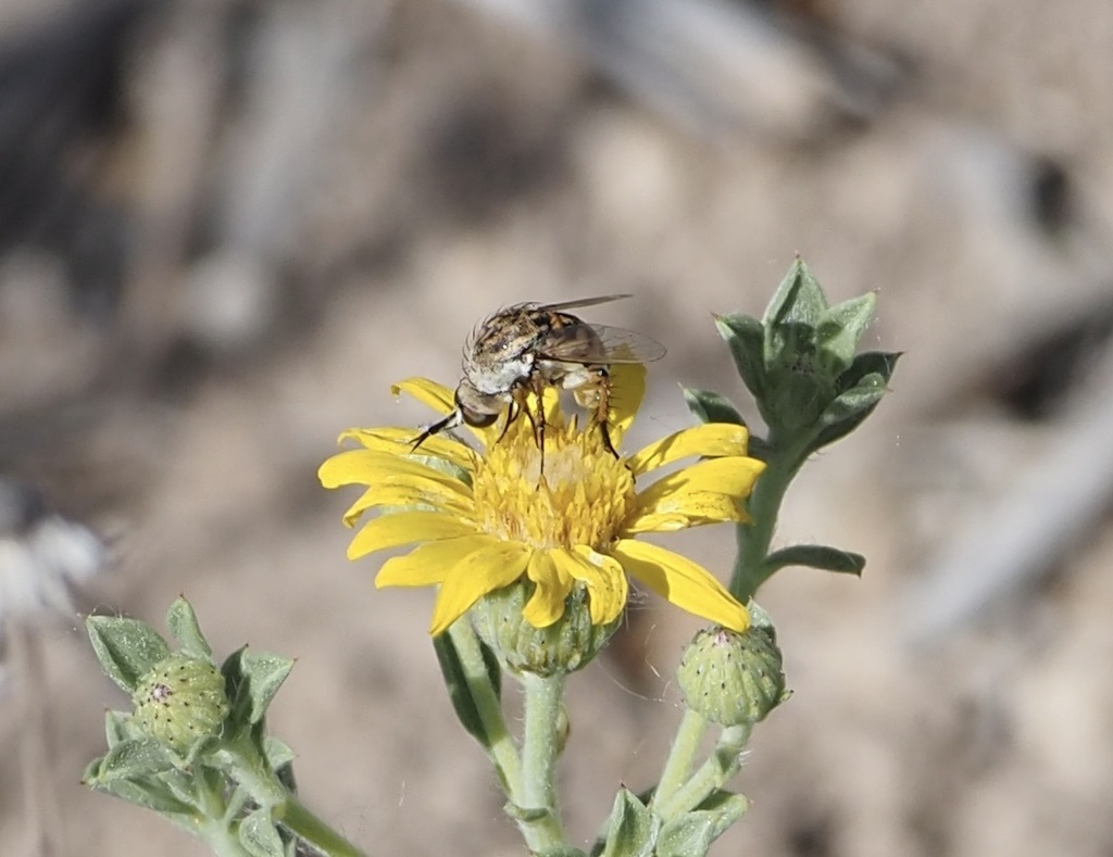 Toxophora pellucida