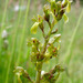 Common Twayblade - Photo (c) Les, some rights reserved (CC BY-NC-ND)