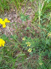 Lotus corniculatus