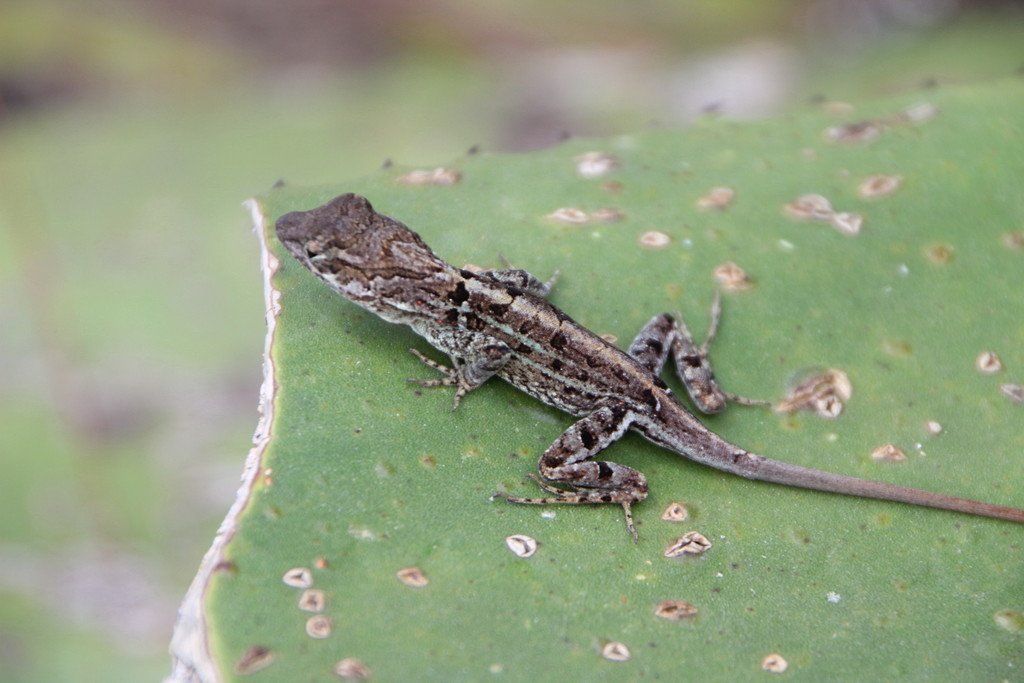 Armoured Anole