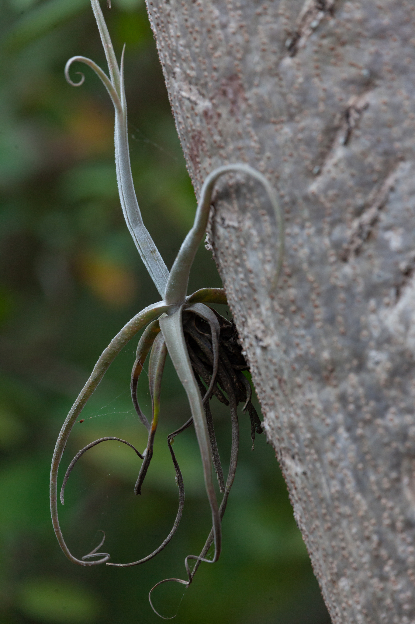 Tillandsia streptocarpa