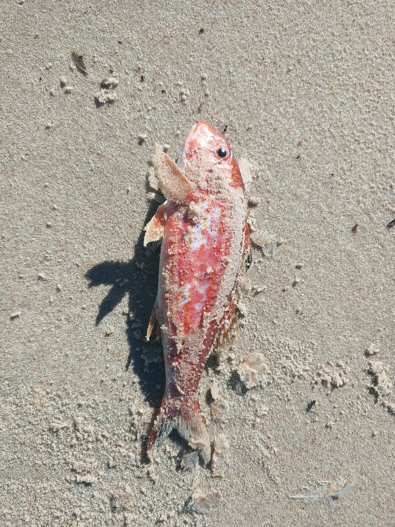 Argentine goatfish (Mullus argentinae) — Mullidae