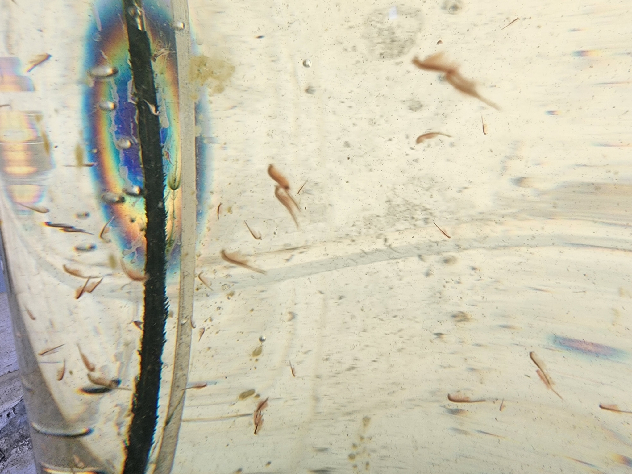 Artemia monica Verrill, 1869