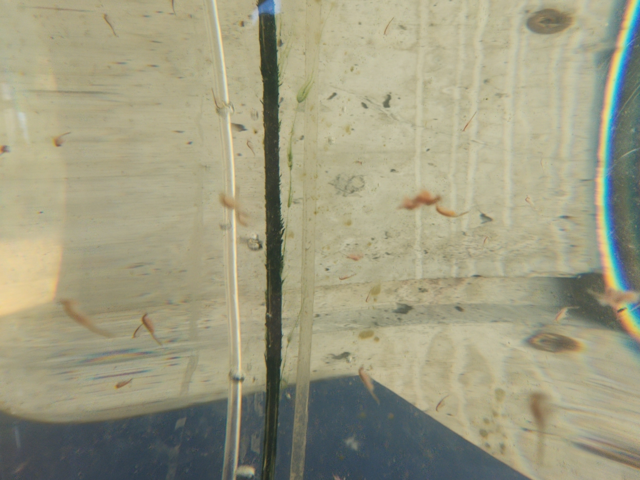 Artemia monica Verrill, 1869