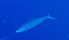 Elagatis bipinnulata
