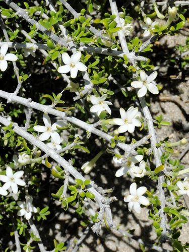 Tulearia capsaintemariensis