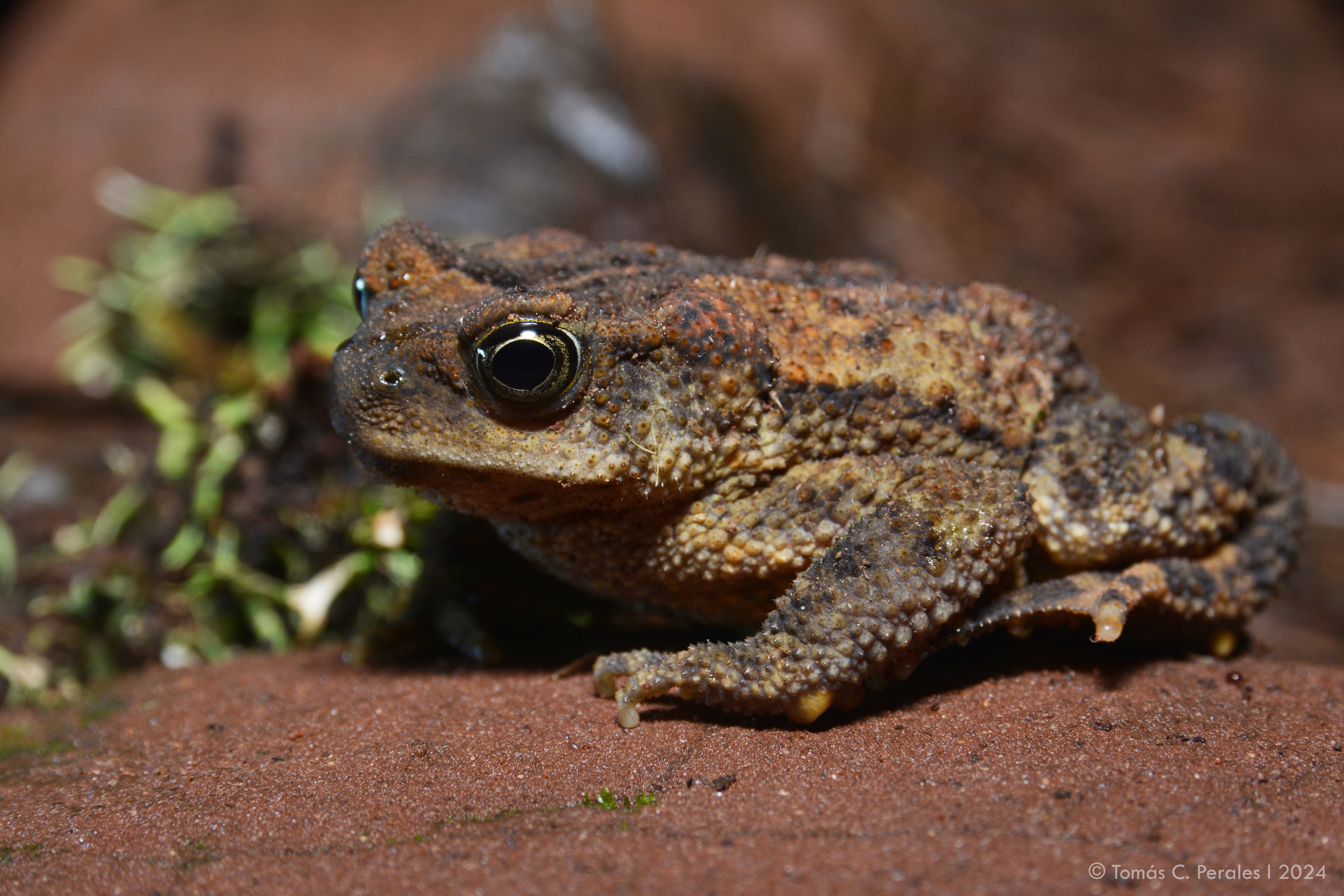 Salta Toad, Rhinella rumbolli