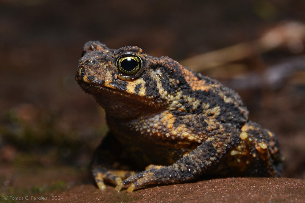 Salta Toad