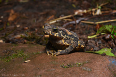 Salta Toad photo 3