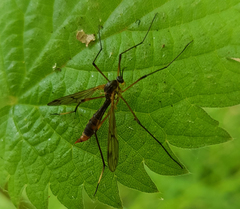 Ptychoptera albimana