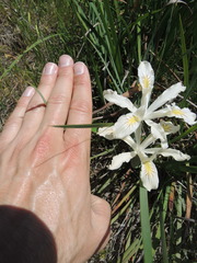 Iris chrysophylla