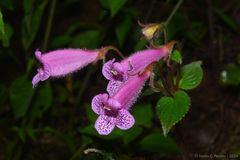 Seemannia gymnostoma, photograph (c) Tomás Carranza Perales, some rights reserved (CC BY)