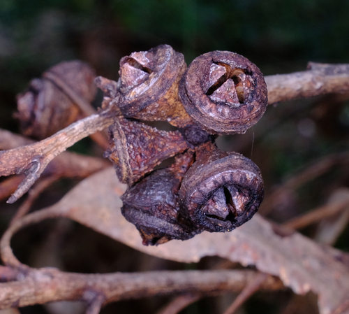 Eucalyptus scias, photograph 3