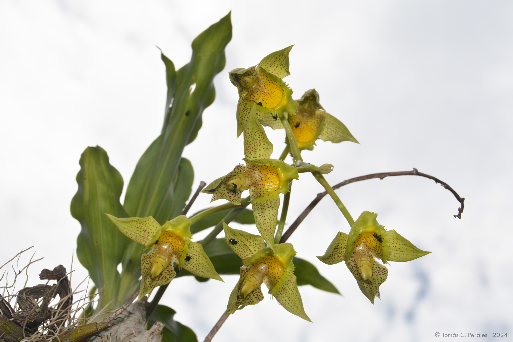Imagem de Orquídea Cola-de-sapateiro