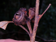 Eucalyptus scias, photograph (c) Peter Crowcroft, some rights reserved (CC BY)