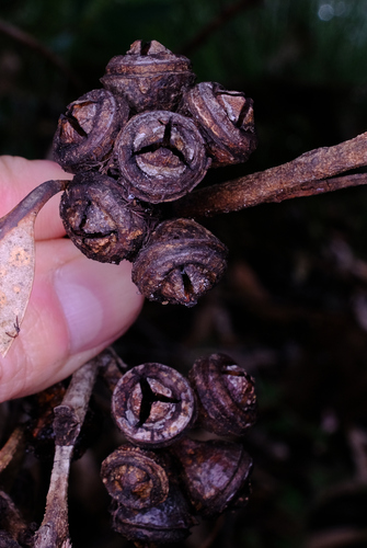 Image of Eucalyptus scias by (c) Peter Crowcroft, some rights reserved (CC BY)