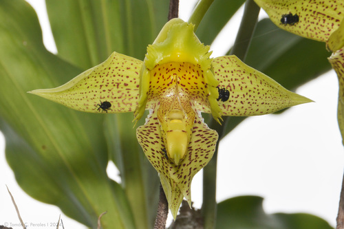 Orquídea Cola-de-sapateiro