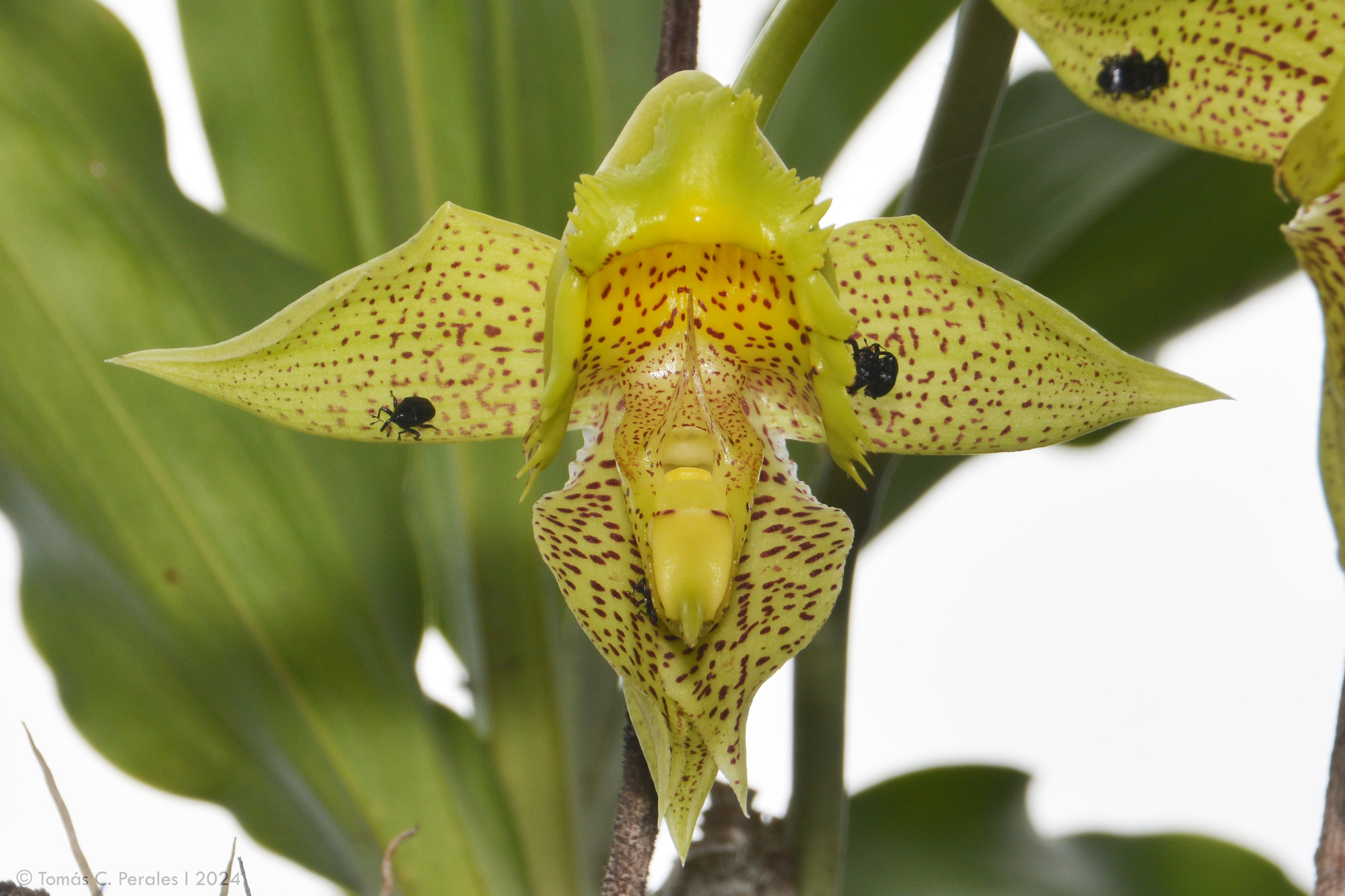Imagem de Orquídea Cola-de-sapateiro