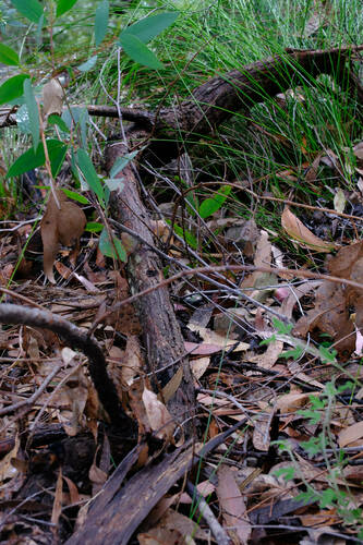 Eucalyptus scias, photograph 6