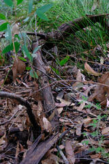 Eucalyptus scias, photograph (c) Peter Crowcroft, some rights reserved (CC BY)