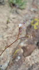 Gilia clokeyi