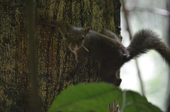 Sciurus aestuans ingrami