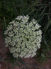 Daucus carota
