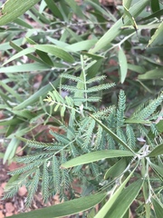 Acacia melanoxylon