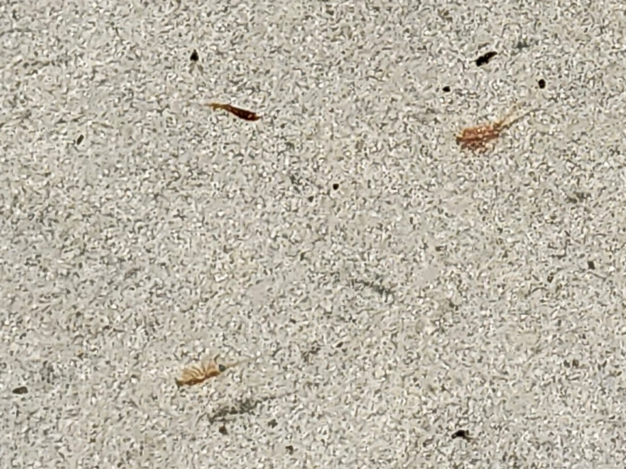 Artemia monica Verrill, 1869