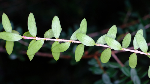 Image of Sannantha pluriflora by (c) Peter Crowcroft, some rights reserved (CC BY)