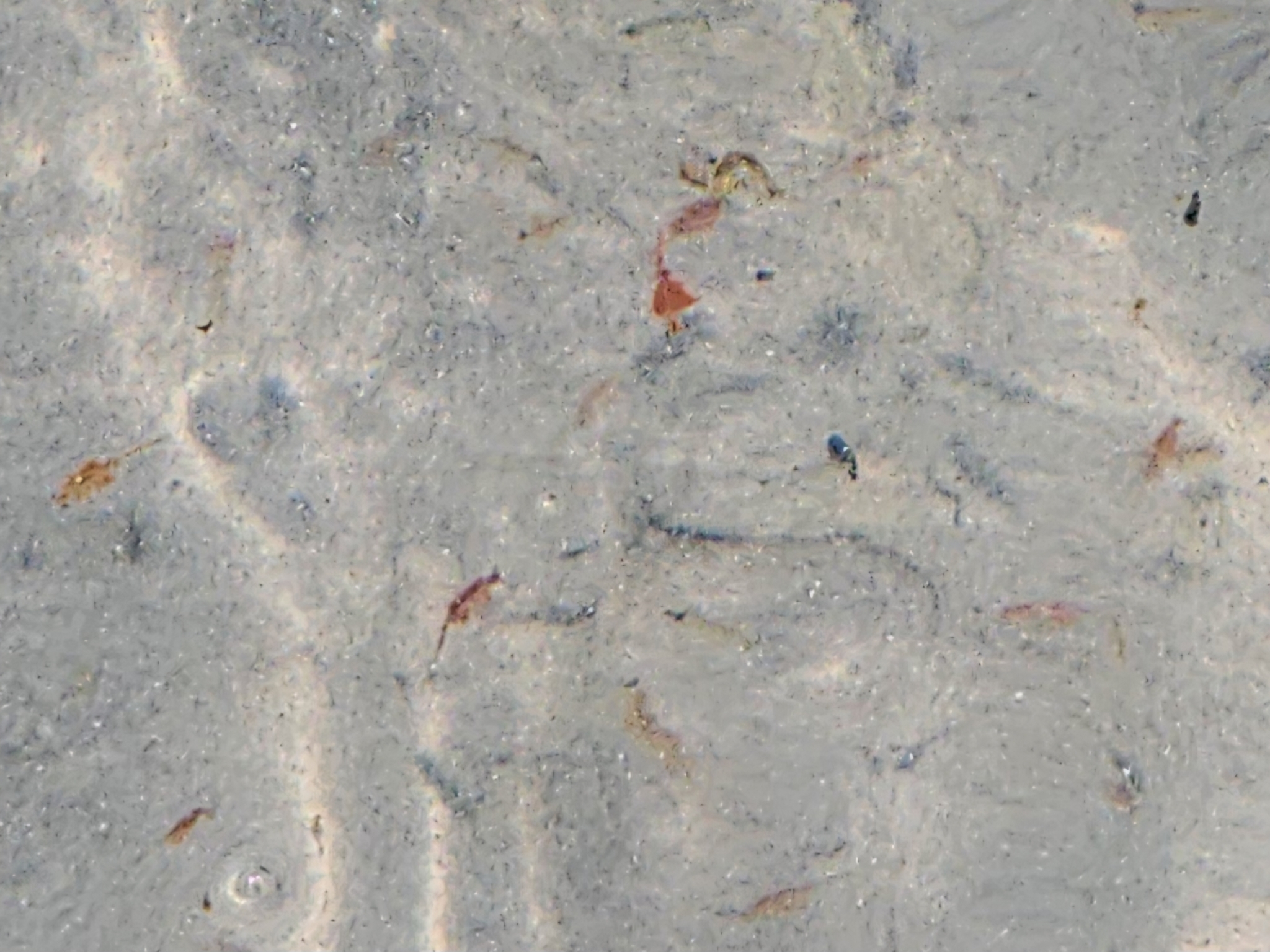 Artemia monica Verrill, 1869