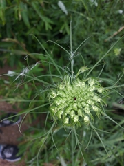 Daucus carota