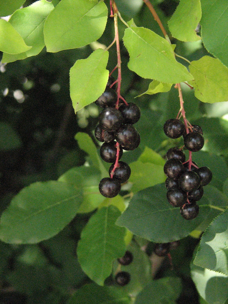 Choke Cherry (UWEC 332 Day 2) · iNaturalist