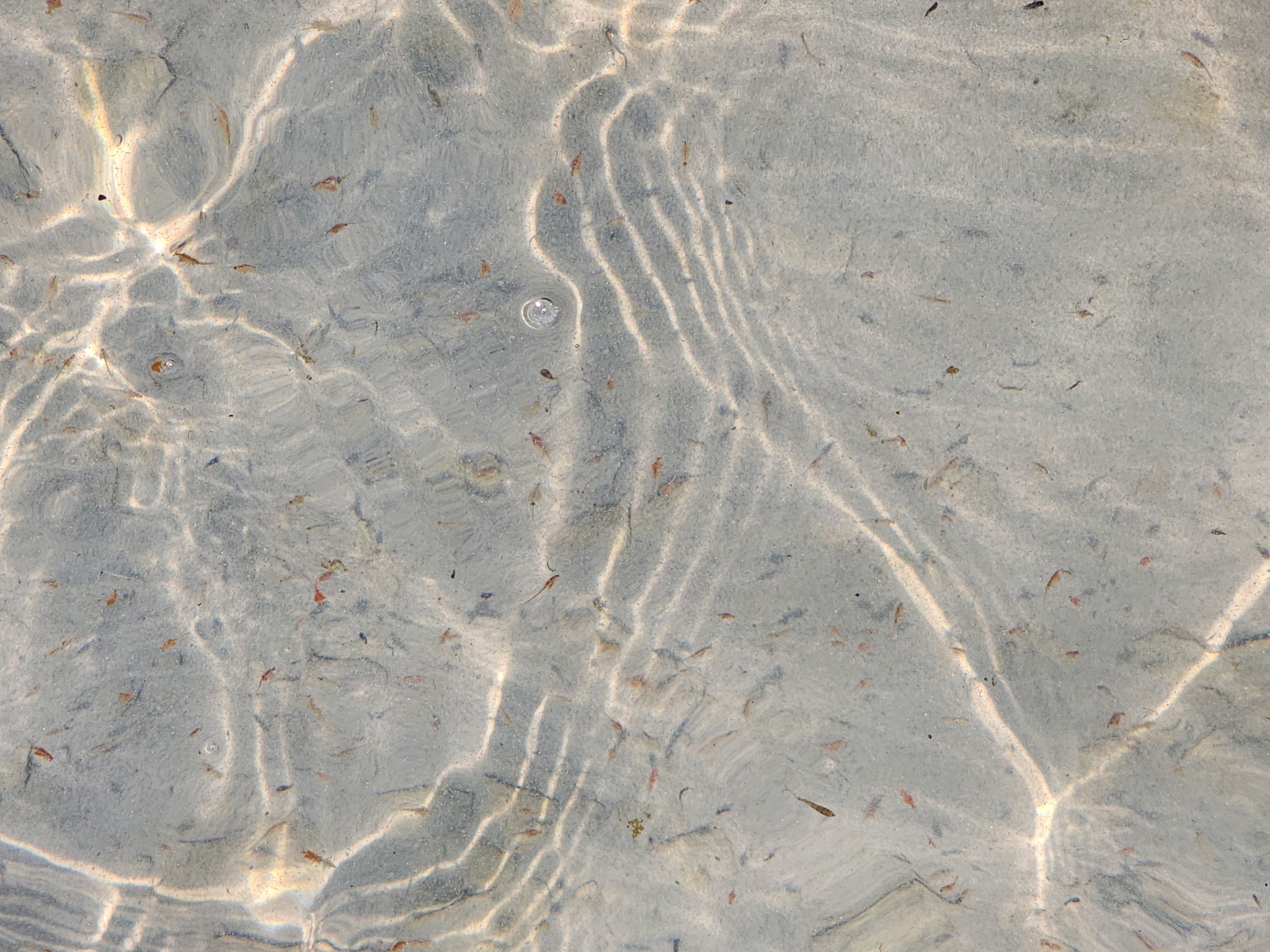 Artemia monica Verrill, 1869