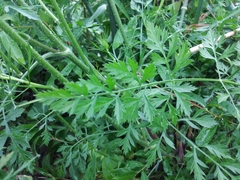 Daucus carota