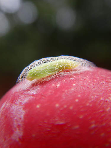 Kopūstinė Kandis nuotrauka