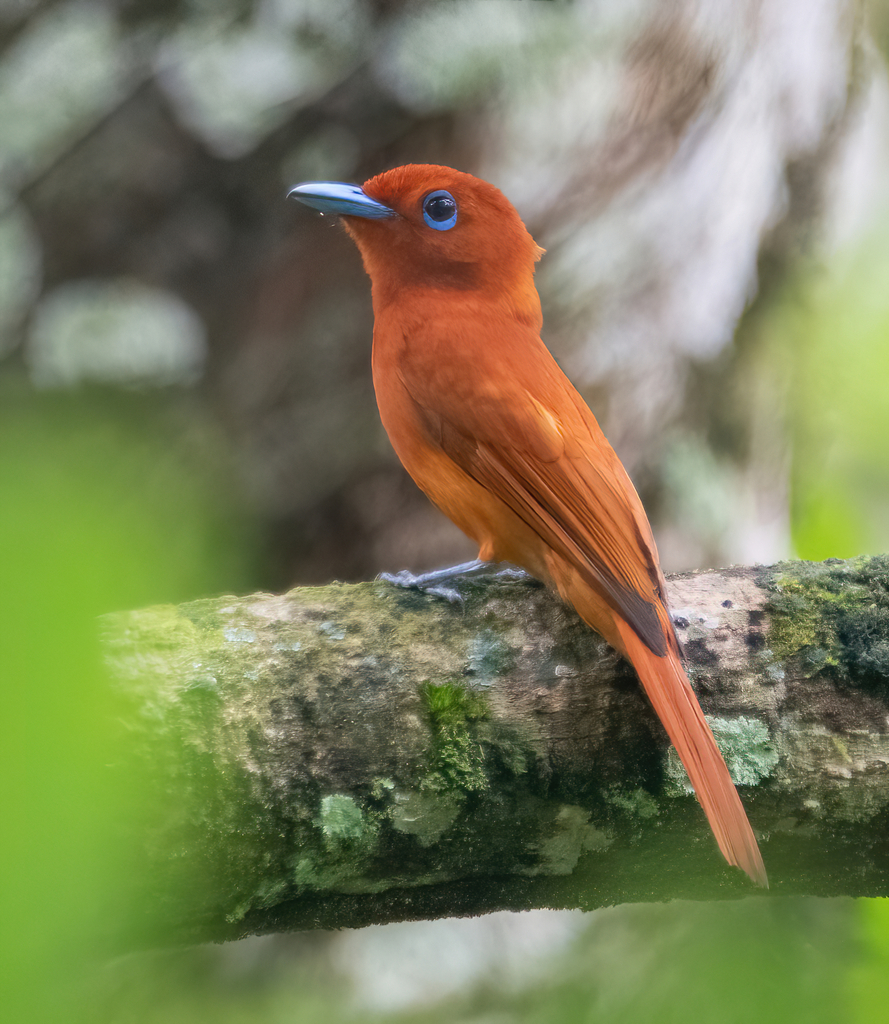 Rufous Paradise-Flycatcher photo