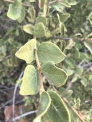 Afrocanthium gilfillanii