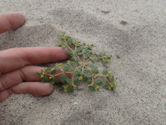 Euphorbia ocellata