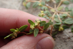 Euphorbia ocellata