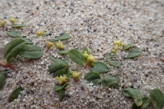 Euphorbia ocellata