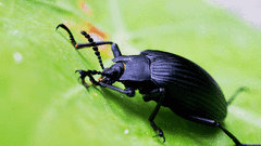 Borneocamaria laticornis