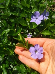Vinca minor