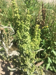 Rumex crispus
