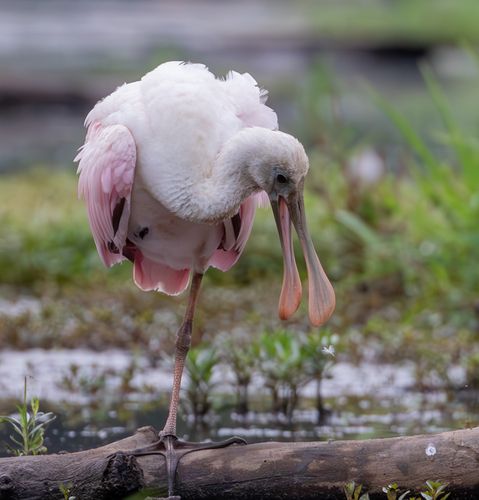 Roseate Spoonbill (Platalea ajaja)