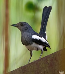 Philippine Magpie-Robin photo 3