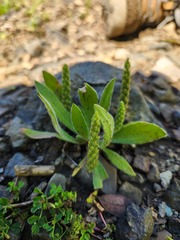 Plantago truncata